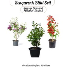 Hakay Nura Botanik Renkli Bahçe Bitkileri Seti, Kırmızı Begonvil, Filbahri Ağaç Şakayığı, Mor Leylak Çiçeği, 40-60CM