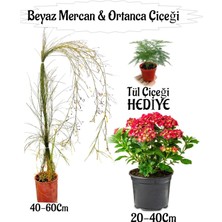 Hakay Bitkim Sende Beyaz Mercan Çiçeği, Kırmızı Ortanca Çiçeği Sakılı, Tül Çiçeği Hediye, Teras Bitkisi Seti