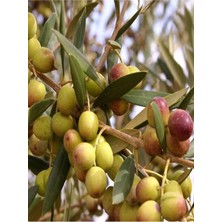 Hakay Gardenbox Bodur Zeytin Ağacı Fidanı, 60-80 Cm, Saksılı, Dwarf Olive