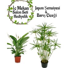 Hakay Nura Botanik Japon Şemsiyesi (40-60 Cm) 1 Adet Saksılı + Barış Çiçeği (30-40 Cm) 1 Adet Saksılı Set