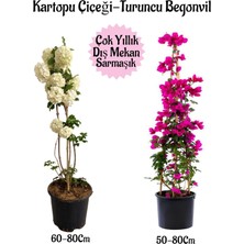 Hakay Gardenbox Kartopu Çiçeği, Fuşya Begonvil, Turuncu Gazanya Hediyeli Saksılı Bahçe Seti, Çok Renkli