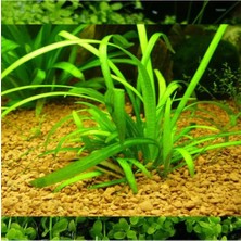 Hakay Sagittaria Subulata Saksı Canlı Bitki