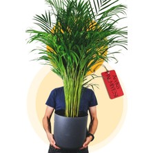 Hakay Nura Botanik Areka Palmiyesi, Ev Ofis Salon Bitkisi, 80-100 Cm, Yeşil