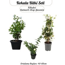 Hakay Gardenbox Filbahri Katmerli Arap Yasemin Saksılı, 40-60 cm