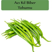 Hakay Zencefil Organik Acı Kıl Biber Tohumu 1 Paket (5 GR=700+ Adet) Acı Biber Tohumu