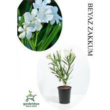 Hakay Beyaz Renk Zakkum Çiçeği Fidanı 1ADET Saksılı 30-60CM Yaz Bitkisi, GDBTS060624NA28