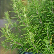 Hakay Serada Decor & Plant Biberiye Fidanı, 20-40 Cm, Çok Renkli