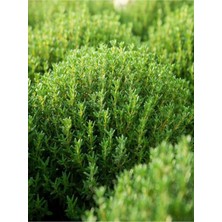 Hakay Gardenbox Mis Kokulu Kekik Çiçeği Fidanı, 20-30 Cm, Tüplü, Thyme