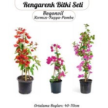 Hakay Nura Botanik 3'lü Rengarenk Begonvil Seti, Kırmızı-Pembe-Fuşya, Saksılı Sarmaşık Bitki, 40-70CM