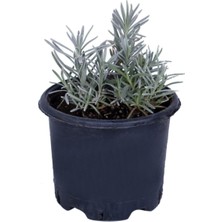 Hakay Lavanta Saksıda (Lavandula Officinalis) - Canlı Çiçek - 1.5 Litre