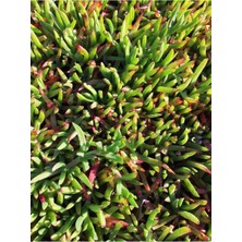 Hakay Nura Botanik Buz Çiçeği, 10-15 Cm, 45 Adet, Dış Mekan Süs Bitkisi, Yeşil