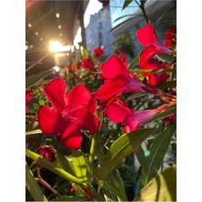 Hakay Videolu Kırmızı Zakkum Çiçeği 1 Adet 30-60CM Çok Yıllık Dış Mekan Bitkisi (Nerium Oleander)