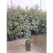 Hakay Gardenbox Evgenya Çalısı, 3 Adet Saksılı Bahçe Çit Bitkisi, 40-60CM