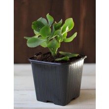 Hakay Gardenbox Mini Boy Saksılı Para Çiçeği, Yeşim Sukulent, 10-15CM
