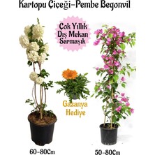Hakay Gardenbox Kartopu Çiçeği, Pembe Begonvil, Kırmızı Gazanya Hediyeli Saksılı Bahçe Seti, Çok Renkli