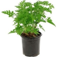 Hakay Gardenbox Pelargonium Odoratissimum Itır Bitkisi Gül Damlası
