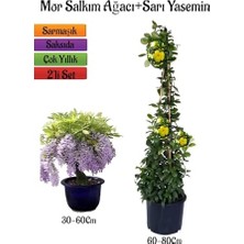 Hakay Mor Salkım Ağacı Fidanı + Sarı Yasemin Çiçeği Fidanı, 2'li Bahçe Peyzaj Seti