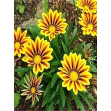 Hakay Videolu 10 Adet Sarı Kahverengi Gazanya Koyun Gözü Çiçeği Fidanı 20-45CM Saksılı (Gazania)