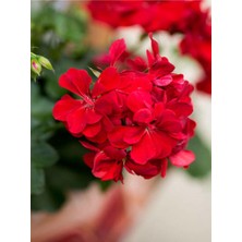 Hakay Nura Botanik Kırmızı Sardunya Çiçeği, 15-25 cm Saksılı, Çiçekli Bodur Bitkiler, Geranium, 1 Adet