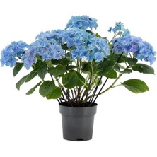 Hakay Bitkim Sende Su Mavisi Ortanca Fidanı, Hydrangea Macrophylla, 10-30 cm