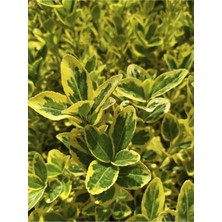 Hakay Gardenbox 10 Adet Sarı Alacalı Taflan Fidesi, Altuni Gold Taflan, Euonymus Japonica