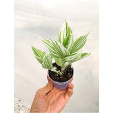 Hakay Nura Botanik Beyaz Alacalı Telgraf Çiçeği, 10-15 cm Saksılı, Tradescantia Albiflora