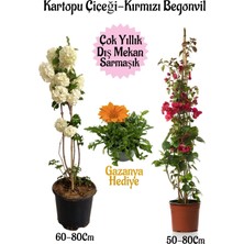 Hakay Serada Decor & Plant Kartopu Çiçeği, Kırmızı Begonvil, Turuncu Gazanya Hediyeli Saksılı Bahçe Seti, Çok Renkli