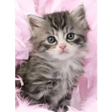 Hakay 500P Puzzle Yavru Kedi