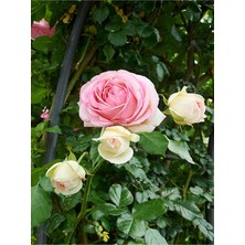 Hakay Nura Botanik Açık Pembe Isparta Gülü, 3 Adet Saksılı, 40-60 Cm, Bahçe Bitkisi