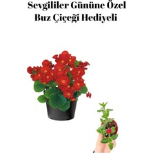 Hakay Kadınlar Gününe Özel Kırmızı Renk Şeker Begonya Çiçeği Buz Çiçeği Hediyeli, BTS001NU007