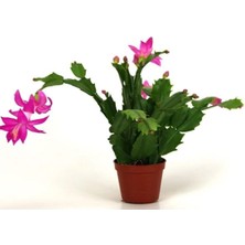 Hakay Bitkim Sende Yılbaşı Çiçeği Fidanı, 5-20CM Saksılı, Poinsettia, Kırmızı