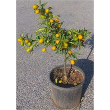 Hakay Nura Botanik Kamkat Fidanı Saksılı, 3.5 Yaş, 60-90 Cm, Bol Verimli