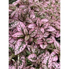Hakay Bitkim Sende Pembe Renk Yaprağı Güzel Hostes Çiçeği (Pink Hypoestes)