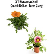 Hakay Serada Decor & Plant Gazanya Çiçeği, 2 Adet Saksılı, 10-20 Cm, Turuncu-Koyu Pembe, Bahçe Balkon Çiçeği