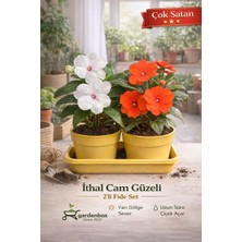 Hakay Serada Decor & Plant Cam Güzeli Çiçeği, 2'li Fide Set, 10-15 Cm, Çiçekli Bodur Bitkiler