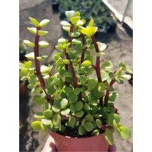 Hakay Nura Botanik Yeşim (Para) Çiçeği, 10-20 Cm, 5.5 Saksıda, Iç Mekan Bitkisi