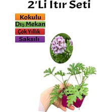 Hakay Serada Decor & Plant Yoğun Kokulu Itır Çiçeği Bitkisi, 10-20 Cm, 2 Adet Saksılı Dış Mekan Bitkisi, Çok Renkli