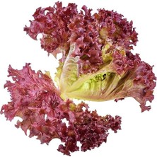 Hakay Marul Kırmızı Kıvırcık (Çoklu Tohum) - 5 Gram