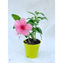 Hakay Nura Botanik Pembe Vinca Çiçeği Fidanı, 5-10 cm Saksılı, Çiçekli Bodur Bitkiler