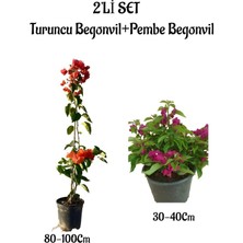Hakay Harika Renkli Turuncu Begonvil Fidanı+Bodur Pembe Begonvil 2'li Set Bahçe Bitkisi, BTS001NA0908