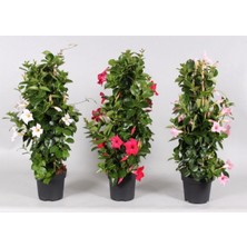 Hakay Bitkim Sende Mandevilla Sarmaşığı 3'lü Set, 40-60 cm