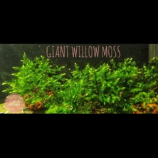 Hakay Willow Moss Cup Canlı Bitki