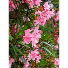 Hakay Gardenbox Zakkum Pembe Renkli, 80-100 Cm, Tüplü, 1 Adet, Dış Mekan Bitkisi, Oleander