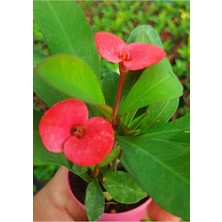 Hakay Bitkim Sende Dikenler Tacı (Euphorbia), 10-40 Cm, Saksılı, Pembe Çiçekli