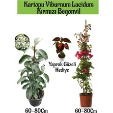 Hakay Kampanyalı Kartopu Viburnum 1 Adet Kırmızı Begonvil 1 Adet Yaprak Güzeli Hediye Bahçe Bitkisi