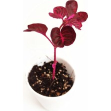 Hakay Çingene Şalvarı, BTSR449