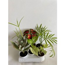 Hakay 6'lı Bitki Hedera+Areka+Melek Kanadı+Yaprak Güzeli+Japon Şemsiyesi+Ayı Pençesi