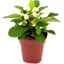Hakay Bitkim Sende Euphorbia Milii Dikenler Tacı Çiçekli Kaktüs, 10 cm Saksı, Bitki Besini Hediyeli