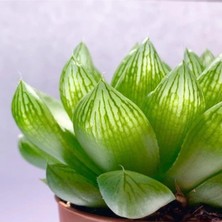 Hakay Nura Botanik Sukulent Haworthia Cooperi