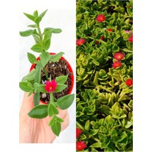 Hakay Videolu Pembe Buz Çiçeği 45 Adet Saksılı 5-10CM Mezar Kabir Yer Örtücü Bitki Sarılıcı